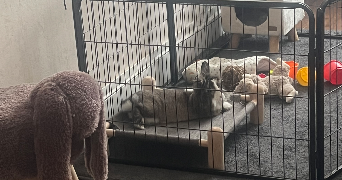 kelly pet sitter à CHAMPIGNEULLES 54250_1