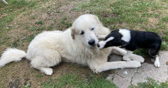 audrey pet sitter à LOUVIE JUZON 64260_4