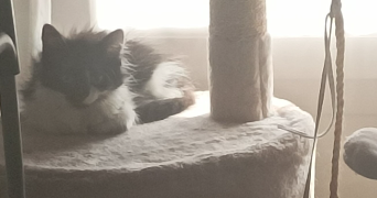 VANESSA pet sitter à Dammarie-les-Lys 77190_9