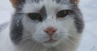 elsa pet sitter à STRASBOURG 67000_0