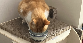 léa pet sitter à LE HAVRE 76620_3