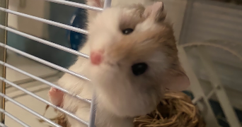 paradis pet sitter à DAGNEUX 01120_6