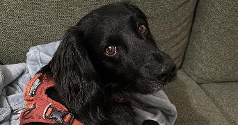 lea pet sitter à MONTPELLIER 34090_1