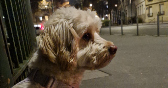 thomas pet sitter à PARIS 13 75013_2