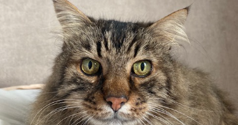 roxane pet sitter à BEAUZELLE 31700_2
