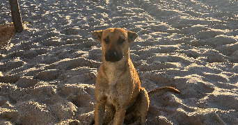 charles pet sitter à BOULOGNE BILLANCOURT 92100_6