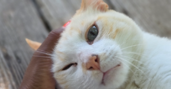 murielle pet sitter à BEAUCAIRE 30300_7