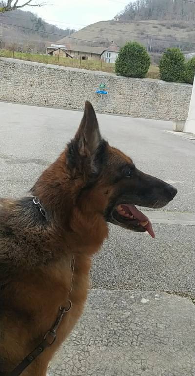 eléa pet sitter à Lyon 69003_7