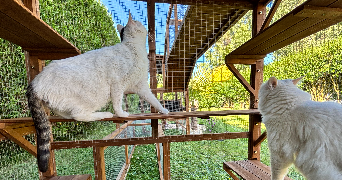 azéline pet sitter à Ymare 76520_6