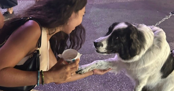 dounia dog sitter à LILLE 59800_2