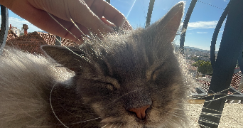 clarisse pet sitter à MARSEILLE 02 13002_3