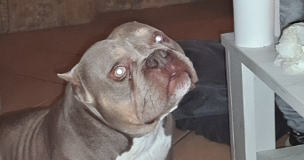 laëtitia pet sitter à BRIVE LA GAILLARDE 19100_5