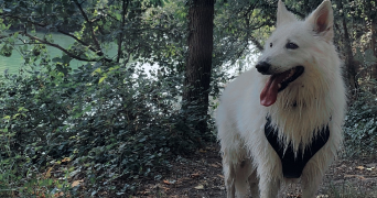 flavie pet sitter à GUIPAVAS 29490_1