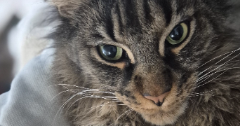 eliette cat sitter à CHAMBERY 73000_0