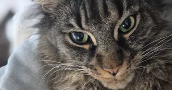 eliette cat sitter à CHAMBERY 73000