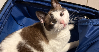 mélina pet sitter à NOISY LE GRAND 93160_2