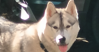 michel dog sitter à LYON 04 69004_7