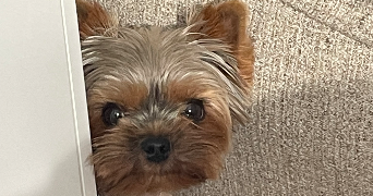 marc pet sitter à NEUILLY SUR SEINE 92200_1