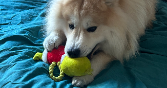 sarah pet sitter à BISCHHEIM 67800_5