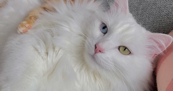 deborah pet sitter à BEAUMONT 63110_2