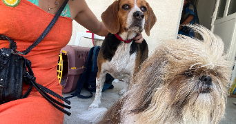 rebecca pet sitter à BORDEAUX 33000_3