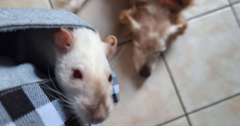 louise pet sitter à RENNES 35000_1