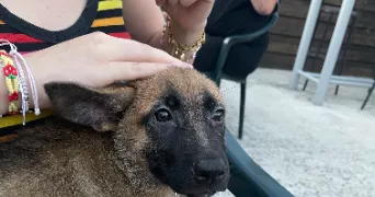 riana pet sitter à CRESPIN 59154