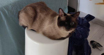 tom pet sitter à LYON 03 69003_3