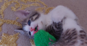 sanae pet sitter à POITIERS 86000_1