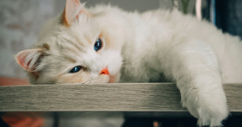 oceane pet sitter à SEVRIER 74320_1