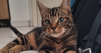 laurine pet sitter à BRETIGNY SUR ORGE 91220_3