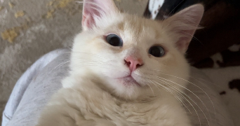 louna pet sitter à DUNKERQUE 59640_4