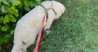 chloe pet sitter à MONTAUBAN 82000_0