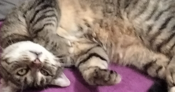 lilou pet sitter à OUTREAU 62230_1