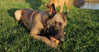 ilona pet sitter à LE PLESSIS PLACY 77440_3