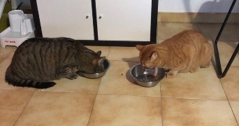 aldecinei pet sitter à MONTPELLIER 34000_9