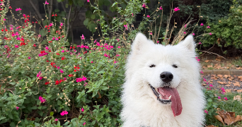 megane pet sitter à CLERMONT FERRAND 63000_8