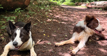 sarah pet sitter à HAYANGE 57700_1