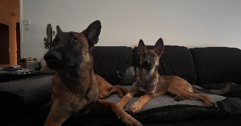 audrey pet sitter à VIRY CHATILLON 91170_6