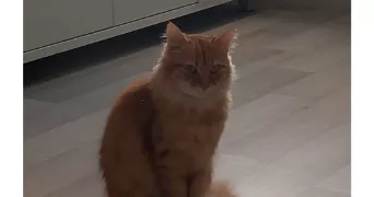 stéphanie pet sitter à BORDEAUX 33300