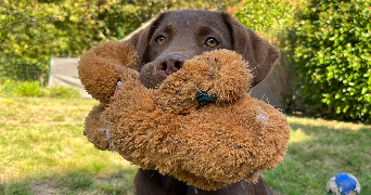 emma pet sitter à Dol-de-Bretagne 35120_4