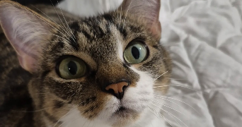 marion pet sitter à POUILLE 85570_3