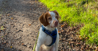 nolwenn pet sitter à ST AUBIN DU CORMIER 35140_5