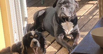 julia pet sitter à SUCY EN BRIE 94370_2