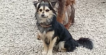 julie pet sitter à ANGRES 62143