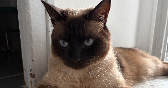 marion pet sitter à LAVELANET 09300_2