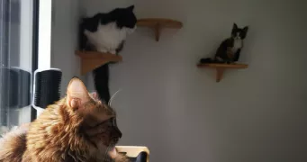 cindy cat sitter à ST PIERRE DU MONT 40280