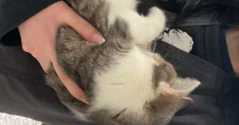 clara pet sitter à VERSAILLES 78000_6