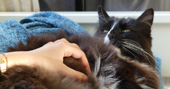sarah pet sitter à GRENOBLE 38000_1