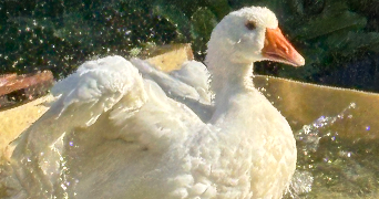 anna pet sitter à HEIMERSDORF 68560_3